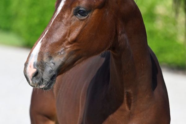 BALITO VAN DE VROMBAUTSHOEVE Z Breeders.zangersheide.auction